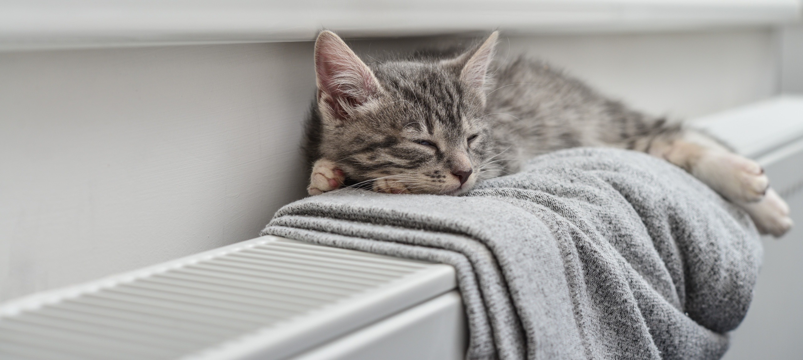Katze Radiator